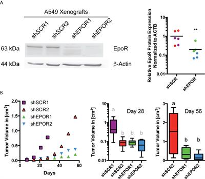 Erythropoietin receptor regulates tumor mitochondrial biogenesis through iNOS and pAKT